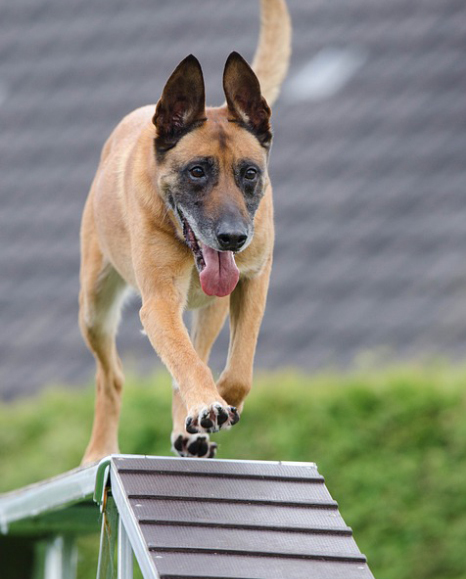 training your dog not to bite