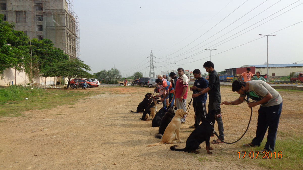 smart dog trainers in chennai