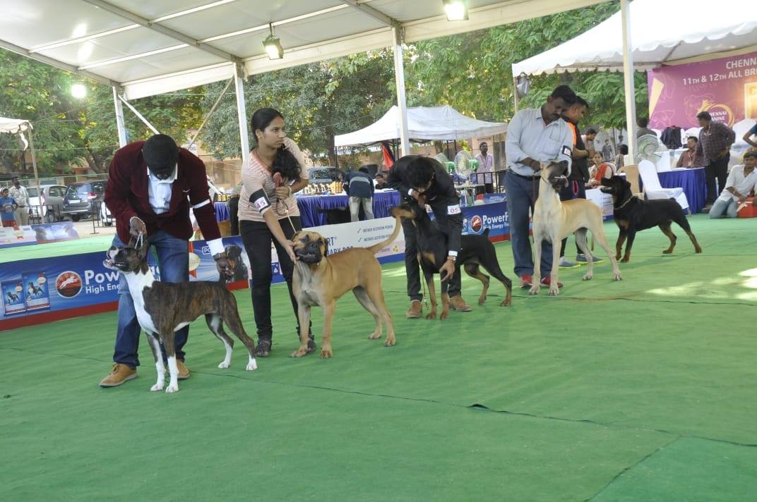 Dog training in chennai