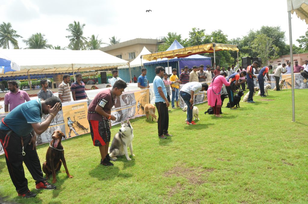swimming classes for dogs at chennai