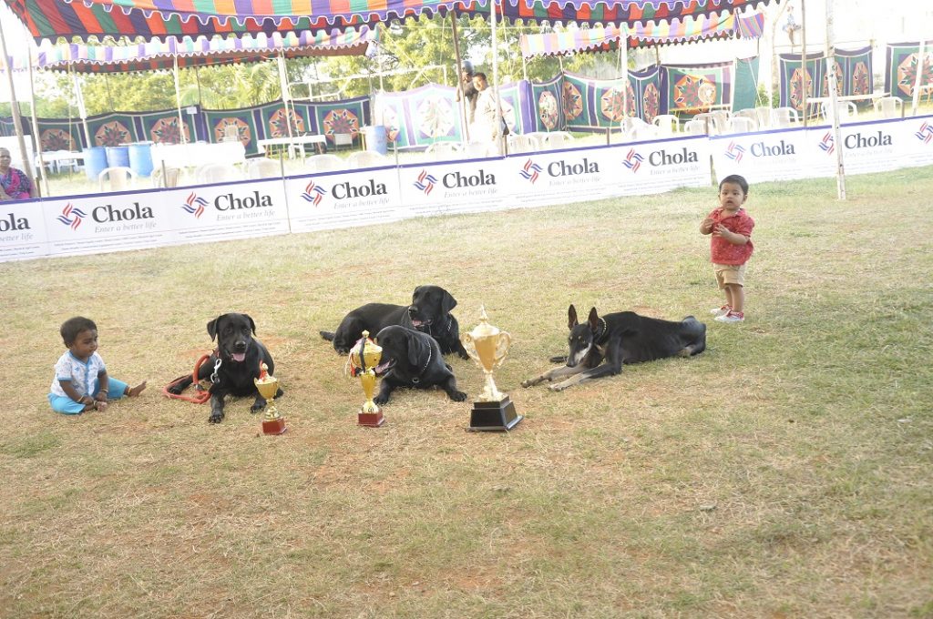 training tips for dogs