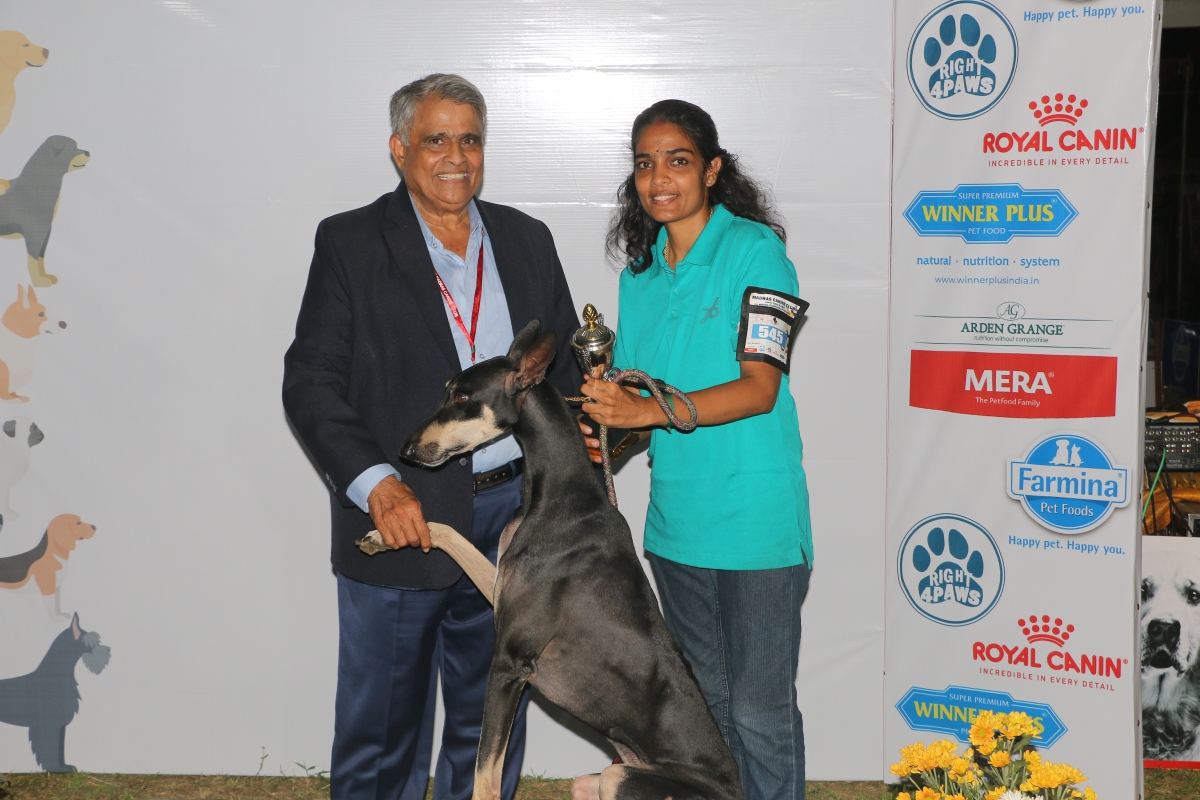 Dog Trainers Chennai