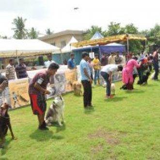 smart dog trainers in chennai