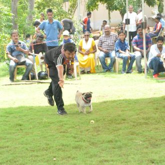 Dog training