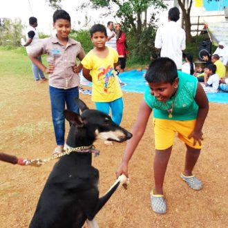 swimming classes for dogs